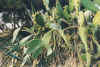 olhao7cactus.JPG (109715 octets)