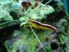 recifalc1.jpg (73884 octets)