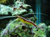 recifalc2.jpg (98152 octets)
